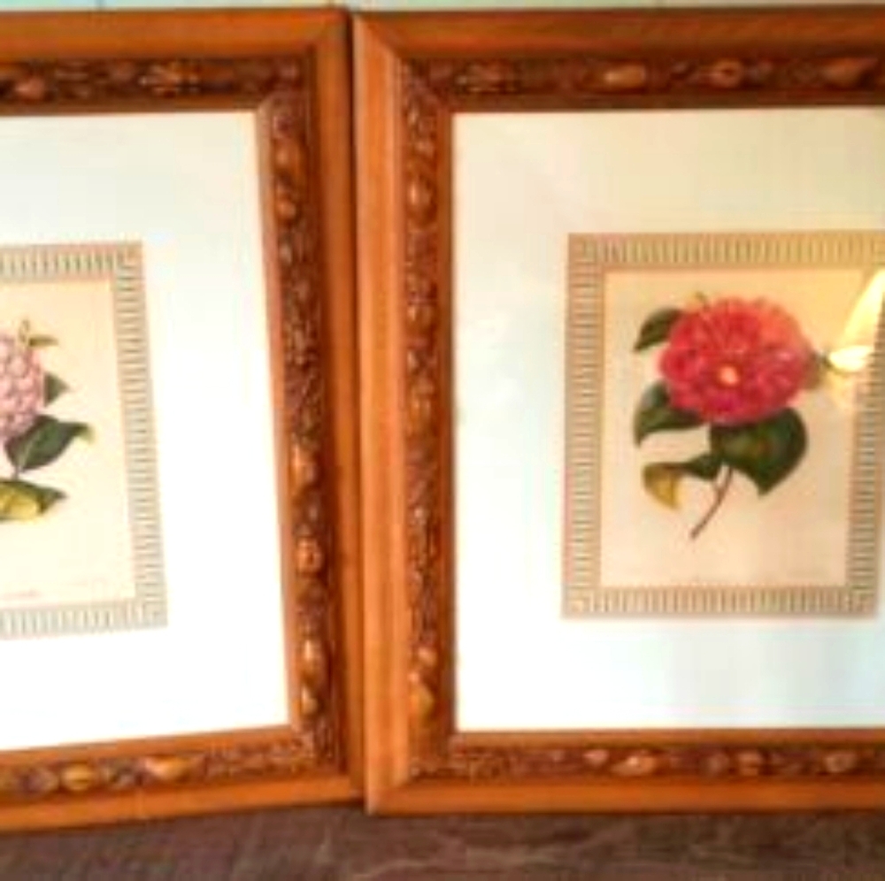 A. Verschaffelt Camellias Catalog. 1 left Original piece. Shown in Belgium.